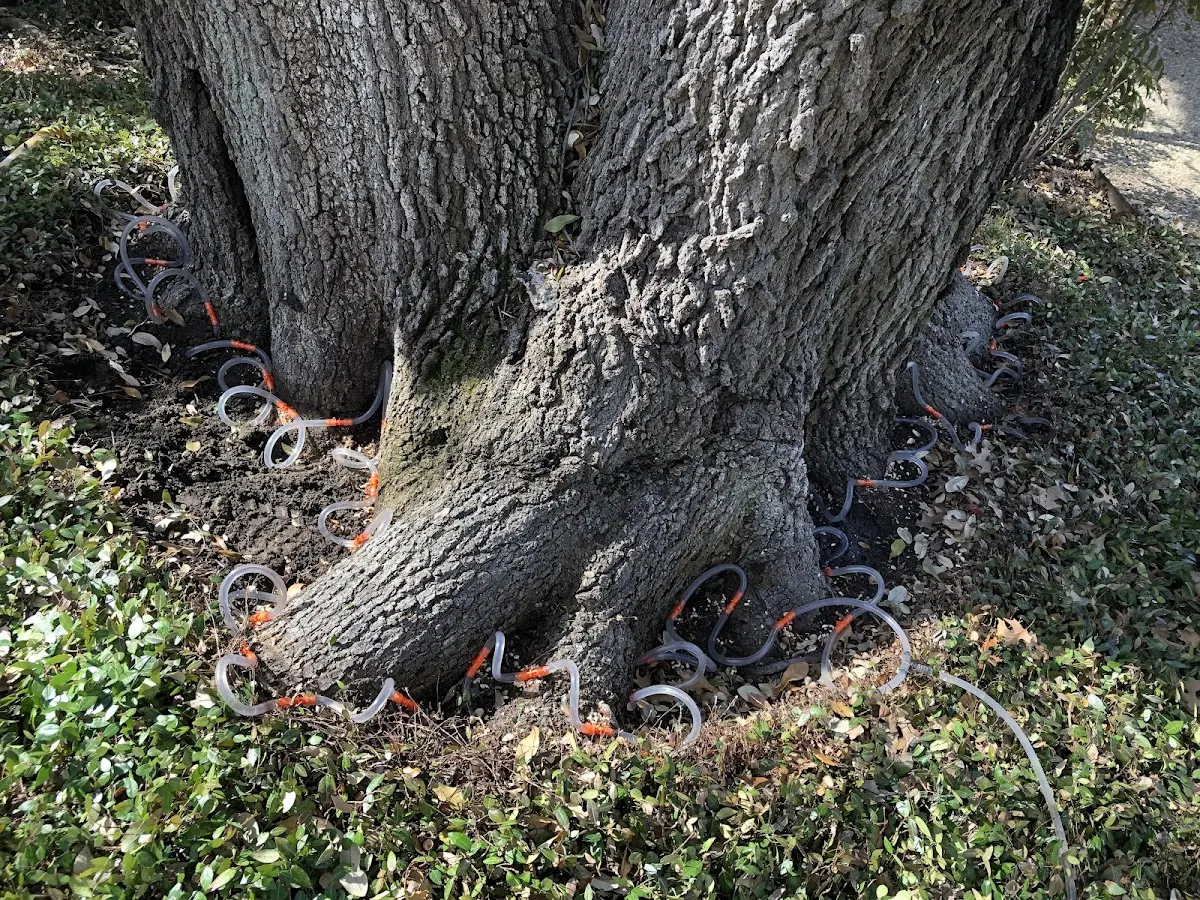 Detailed Tree Cabling and Bracing job site in Rock Glen